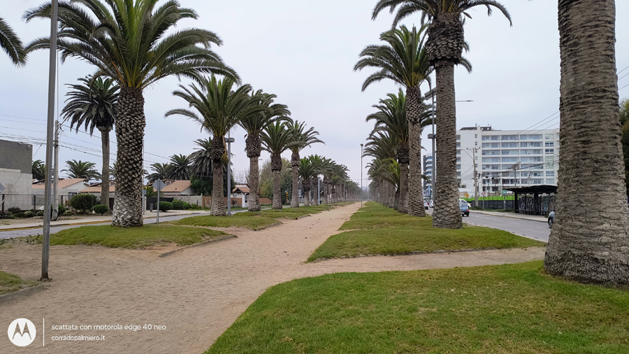 Palme lungo l'Avenida del Mar a La Serena