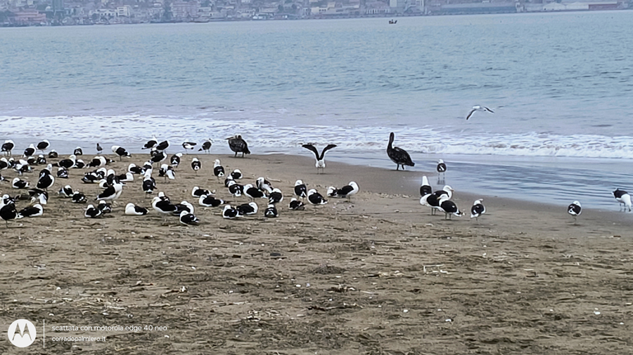 Uccelli sulla spiaggia di La Serena