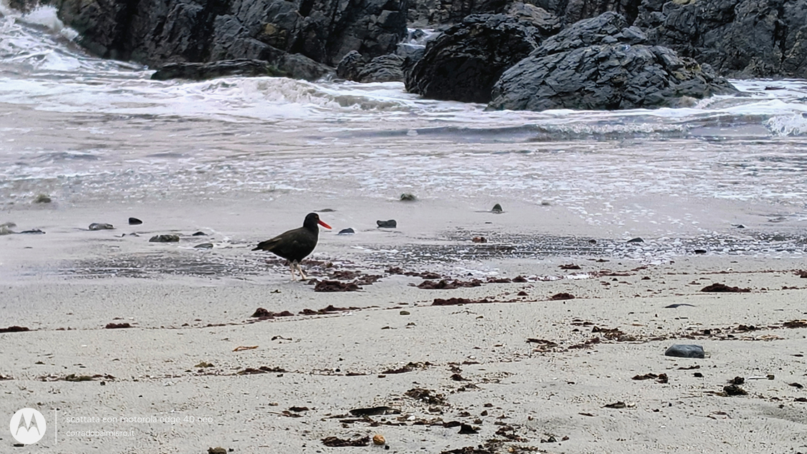 Uccello sulla spiaggia rocciosa presso la costa