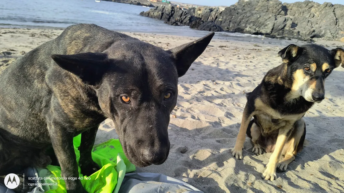 Due cani sulla spiaggia di Caleta Barranquilla