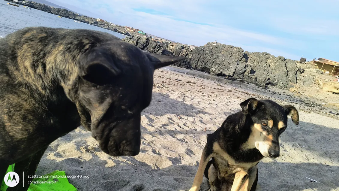 Cani incontrati lungo il viaggio Cani
